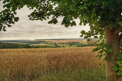 Scenic view of agricultural field against sky