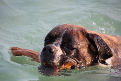 Close-up of boxer with stick swimming in lake