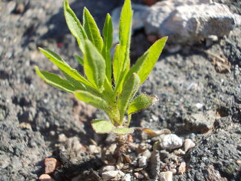 Close-up of plant growing outdoors