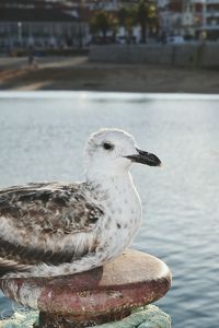 Close-up of seagull perching on a sea