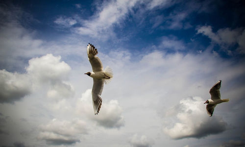 Low angle view of seagulls flying in sky