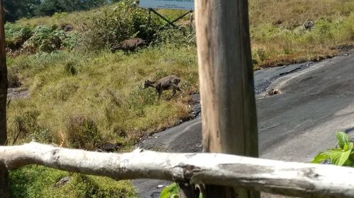 View of sheep on road by trees