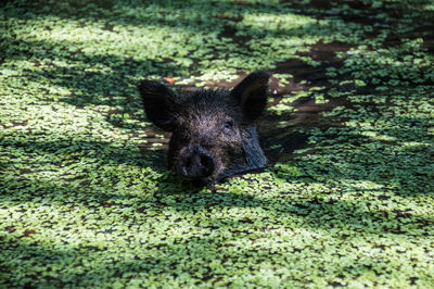 Wild hog swimming