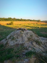 Scenic view of field against clear sky