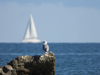 Seagull on rock and sailboat at horizon
