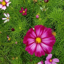 High angle view of pink flowering plants on field