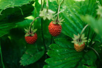 Close-up of strawberry growing on plant