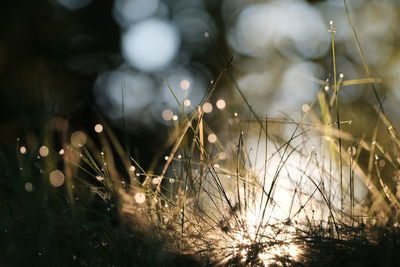 Close-up of plant against blurred background