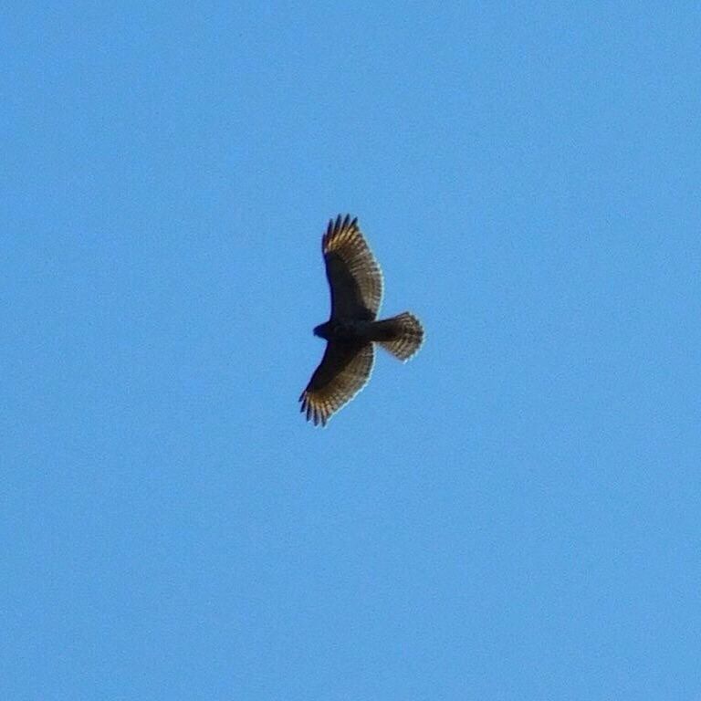 LOW ANGLE VIEW OF BIRD FLYING OVER BLUE SKY