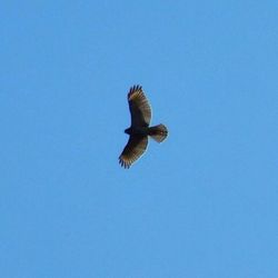 Low angle view of bird flying against clear blue sky