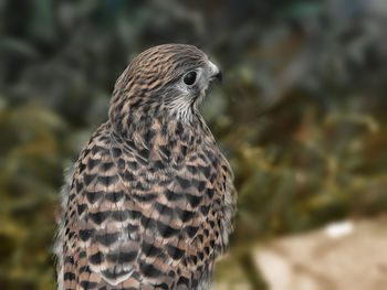 Close-up of owl perching outdoors