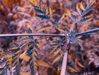 Close-up of dry maple leaves on tree