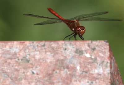 Close-up of insect on rock