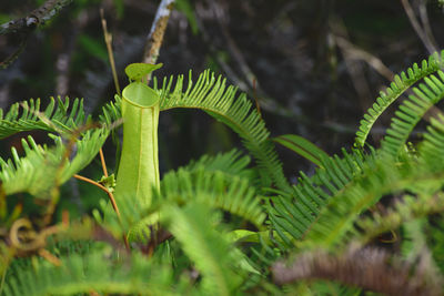 Close-up of fern leaves