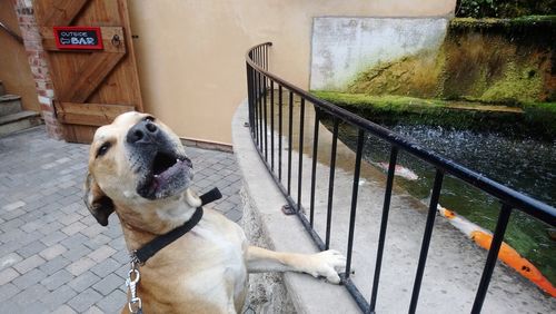 Dog on steps