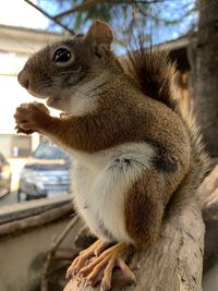 Close-up of squirrel