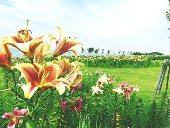 Close-up of flowers blooming in field