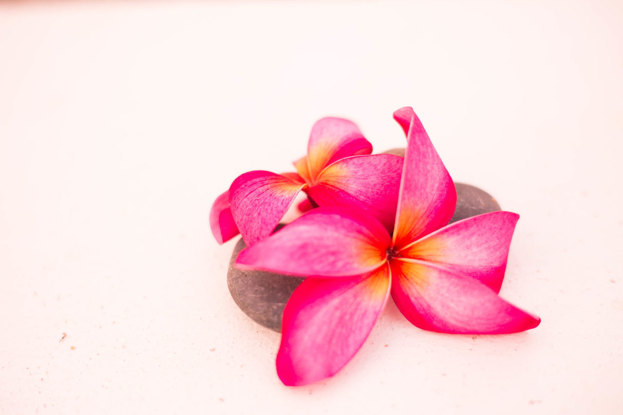 CLOSE-UP OF PINK ROSE AGAINST WHITE BACKGROUND