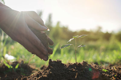 Cropped hands of woman planting seedling on field