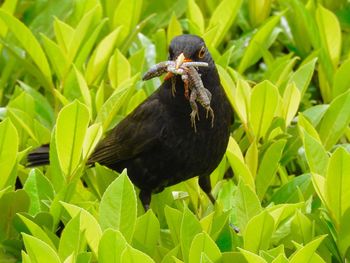 Close-up of sparrow perching on plant