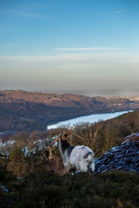 Goats on field against sky during sunset