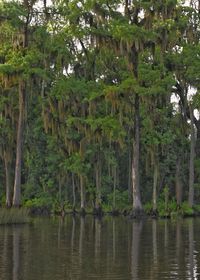 Scenic view of lake by trees in forest