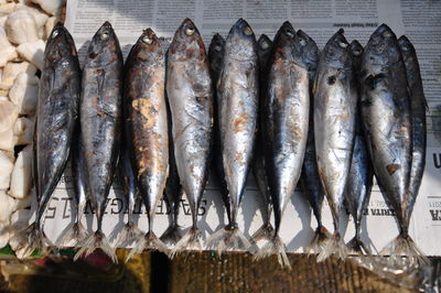 High angle view of fish in container