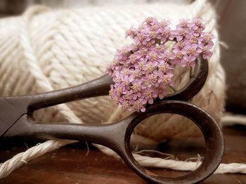 Close-up of pink flowering plant on table