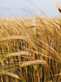 Close-up of stalks in field against the sky