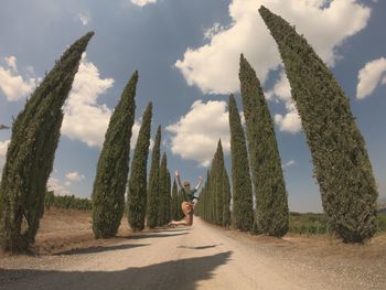 Panoramic view of trees on road against sky