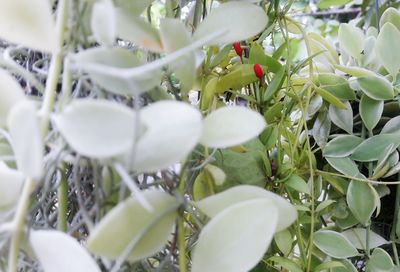 Full frame shot of plants