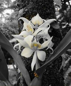 Close-up of flowers against blurred background