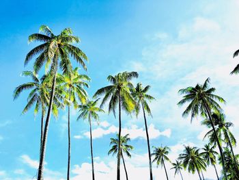 Low angle view of palm trees against sky