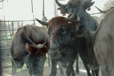 Cows standing in a field