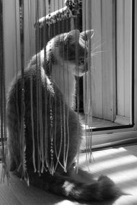 Cat looking away in cage at home