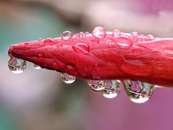 Close-up of water drops on red flower