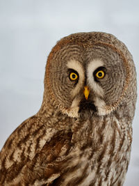 Close-up portrait of a owl