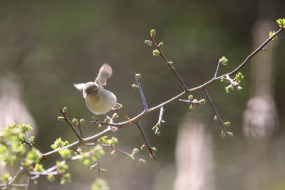 Chiffchaff flying off a tree in the sun