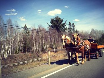 View of horse riding horses