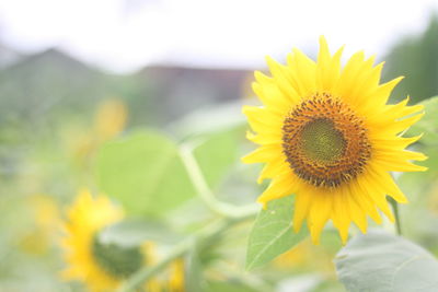 Close-up of yellow sunflower