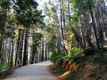 Empty road with trees in background