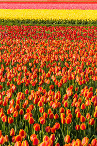 Full frame shot of red tulip flowers on field