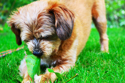 Close-up of puppy on field