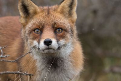 Close-up portrait of an animal