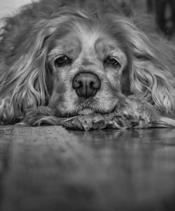 Close-up portrait of a dog