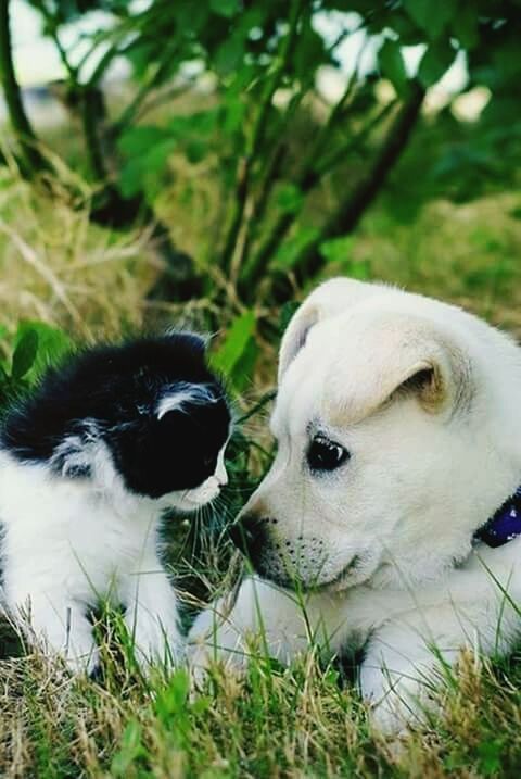 animal themes, two animals, domestic animals, mammal, livestock, grass, young animal, no people, outdoors, day, togetherness, nature, close-up