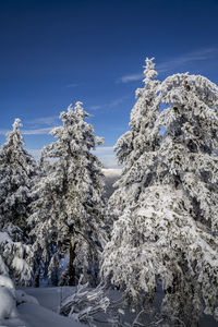 Snow covered trees against sky