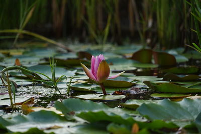 Water lily growing in pond