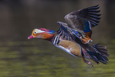 Close-up of a bird flying