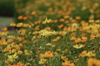 Close-up of yellow flowering plants on field